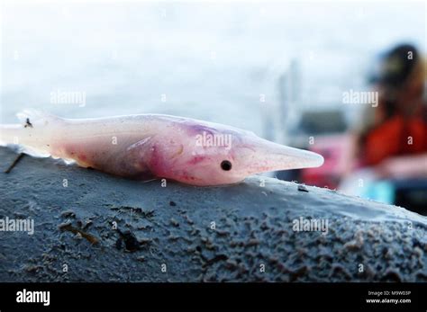 Paddlefish habitat hi-res stock photography and images - Alamy