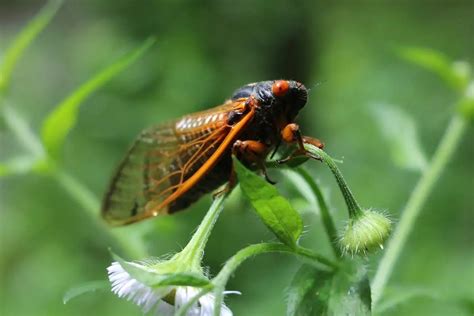 12 of the Longest Living Insects on Earth! - Wildlife Informer