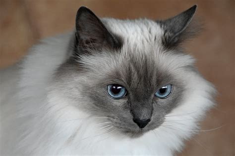 Birman Cat Pictures and Information - Cat-Breeds.com