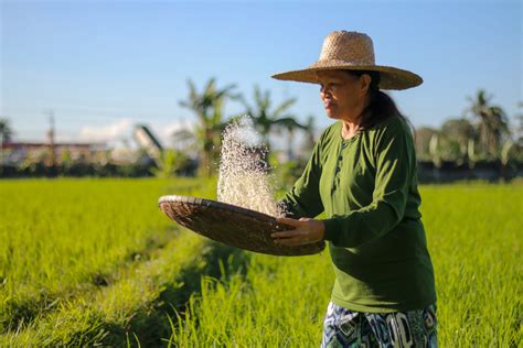 Ways to support Filipino farmers during—and beyond—the National Rice ...