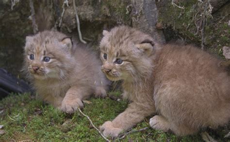 Canada Lynx | Endangered Species Coalition