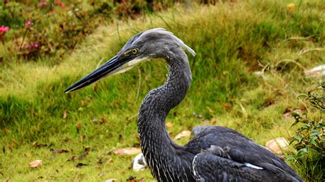 Critically endangered white-bellied heron appears in southwest China - CGTN