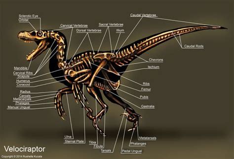 Velociraptor Skeleton Study Art Print by Rushelle Kucala Art ...