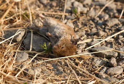 Dead mouse stock photo. Image of road, death, carrier - 151764438