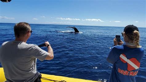 Whale Watching Maui | An unforgettable experience | Dive Maui