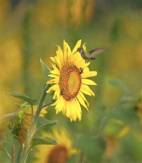 Hummingbird And Sun Flower Photograph by Deming W - Fine Art America