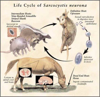 ¿Conoces la Mieloencefalitis Equina? – Equisens