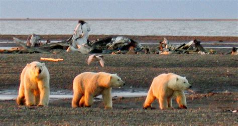 Plan To Drill In The Arctic Refuge Is A Rush Toward Disaster, Analysis Finds | HuffPost