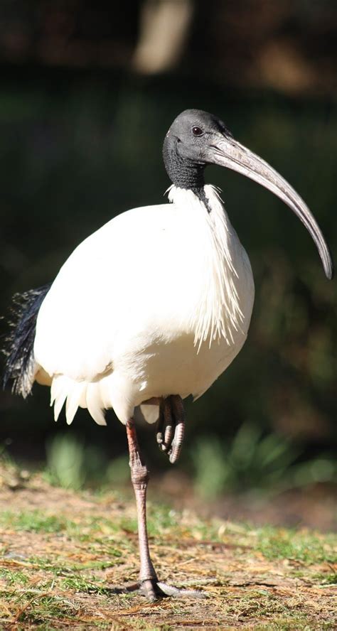 About Wild Animals: Picture of Australian white ibis | Australian birds, Birds of australia ...