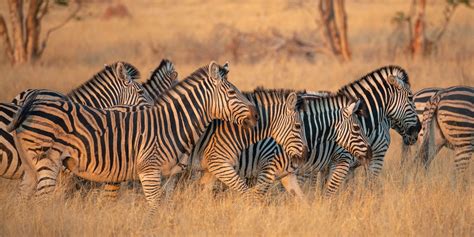 Eine Herde Zebras im Abendlicht Foto & Bild | africa, southern africa ...