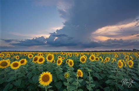 The Best Kansas Sunflower Fields – Mickey Shannon Photography