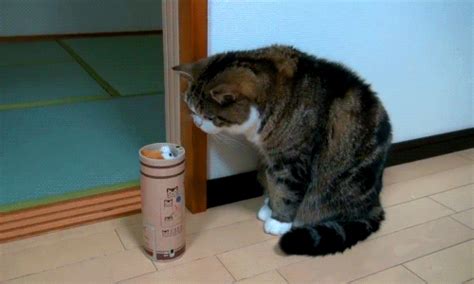 Surprised Cat GIF - Find & Share on GIPHY