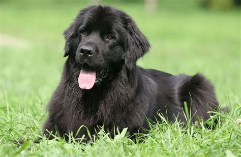 Newfoundland Dog Breed Guide and Pet Insurance Plan | Healthy Paws Pet Insurance