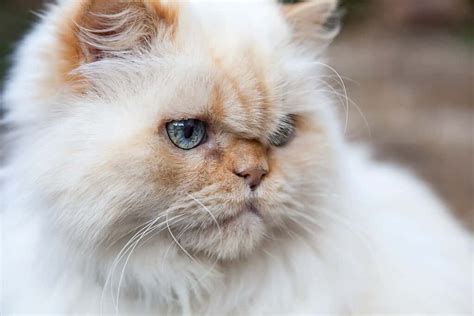 Himalayan Cat Colors: Rarest to Most Common - A-Z Animals