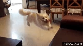 Dogs Who Fail At Being Dogs on Make a GIF