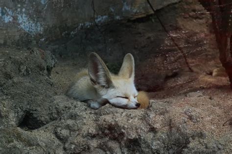 Fennec Fox – Facts, Size, Lifespan, Habitat, Pictures