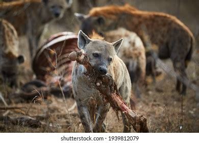 647 Hyenas feeding Images, Stock Photos & Vectors | Shutterstock