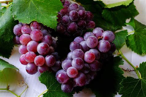 100+ Interesting Grapes Photos · Pexels · Free Stock Photos