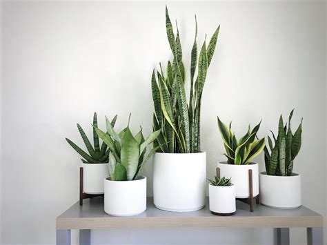 Our Favorite Varieties of Snake Plants — La Résidence · Plant Care Tips and More