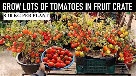 How to Grow Tomatoes at Home | In Fruit/Vegetable Crate - YouTube