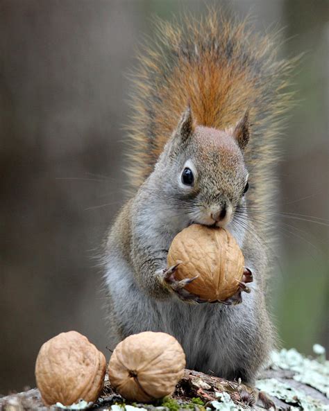 Nuts For Squirrels Photograph by Sue Feldberg