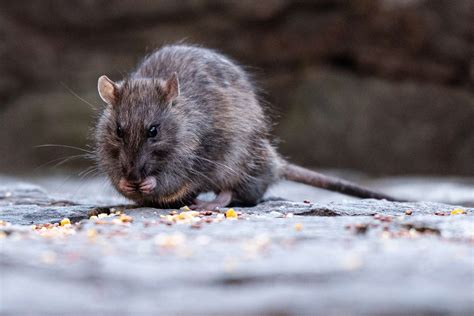 Say Goodbye to Unwanted Guests: Effective Rodent-Proofing