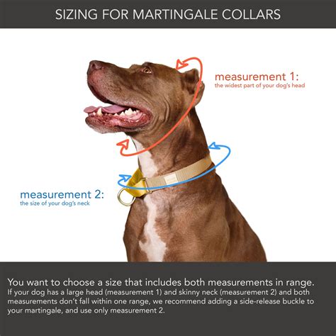 martingale collar - / CUSTOM COLORS – Major Darling