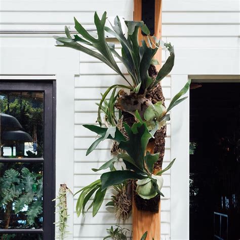 Staghorn ferns | Indoor climbing plants, Plants, Succulent hanging planter