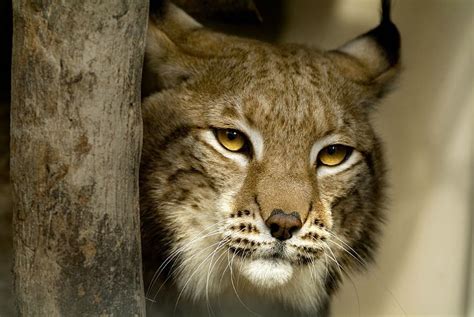 European Lynx in captivity. Endangered specie! | Majestic animals, Endangered animals, Feline