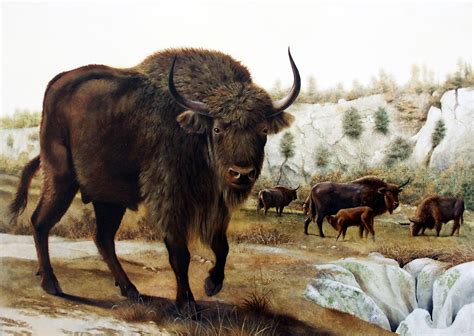 Steppe Bison - Mauro Cutrona | Prehistoric wildlife, Prehistoric ...