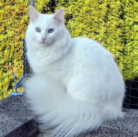 Angora Turco - La raza más antigua de gatos del mundo.