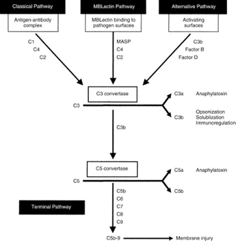 Complement Levels & Glomerulonephritis - Renal Fellow Network