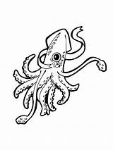 Squid Coloring Pages sketch template