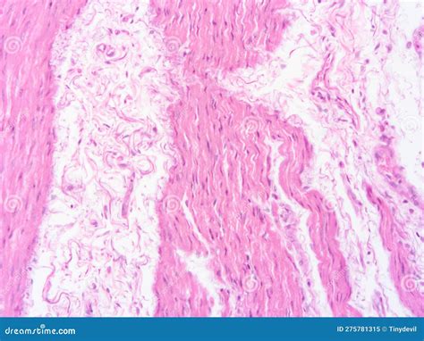 Picture of Histology Human Tissue with Microscope from Laboratory (not ...