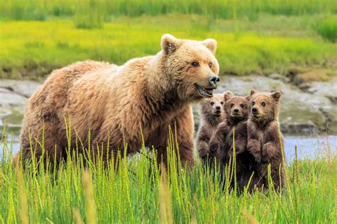 REPRODUCCIÓN DE LOS ANIMALES TERRESTRES » Tipos Y Características