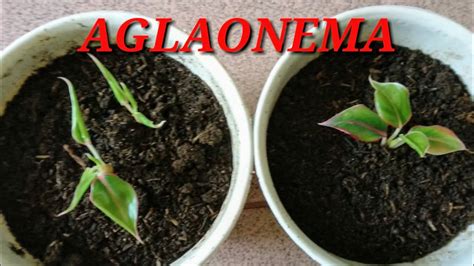 How to propagate aglaonema//Aglaonema propagation - YouTube