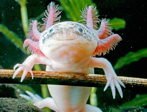 Can Axolotls Come Back To Life? Unveiling The Mysteries Of Axolotl ...