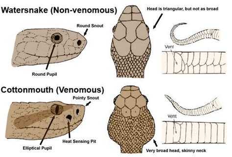 How to tell if a snake is venomous. FYI there are only four types of ...