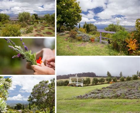 Ali'i Kula Lavender Farm: The Experience - Maui Guide