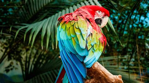 1920x1080 Macaw Colorful Bird 4k Laptop Full HD 1080P HD 4k Wallpapers, Images, Backgrounds ...