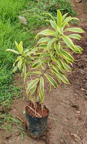 Well Drained Song Of India Plant, Packaging Size: 200ml at Rs 35/piece in East Godavari