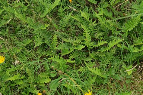 Polypodium vulgare