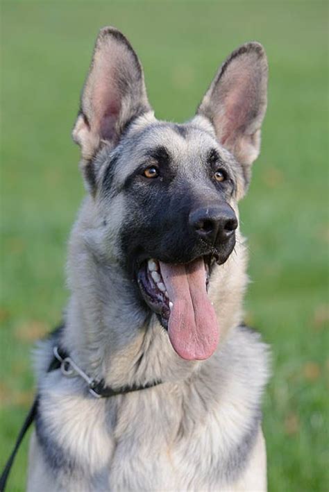 Silver Sable German Shepherd: Interesting Facts, Info & Pictures | Hepper