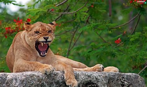 Lioness, Stone, Growling - Animals wallpapers: 2200x1305