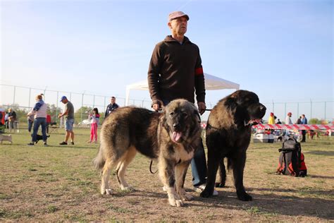 Want to get a Caucasian Shepherd? Ask the breeder about their teeth ...