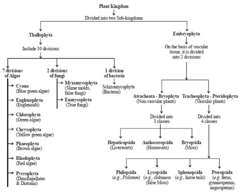 Schizzo Babbo Natale schizzo: [View 34+] Image Classification Flowchart