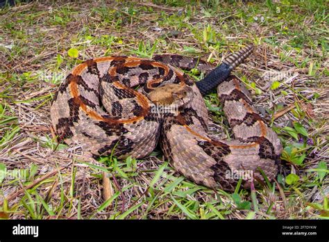 A timber rattlesnake, canebrake rattlesnake or banded rattlesnake ...