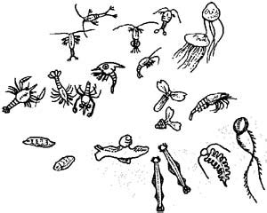 clipart zooplankton 10 free Cliparts | Download images on Clipground 2024