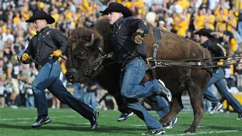 Ralphie Run | NCAA.com