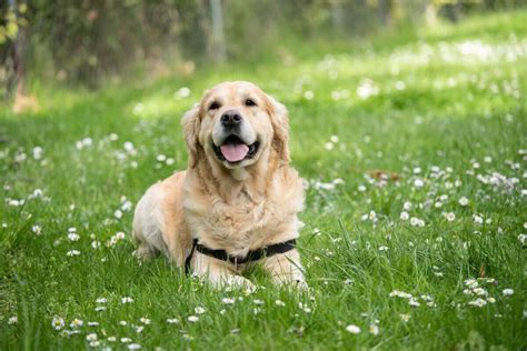 7 Most Anxious Dog Breeds, According To Experts